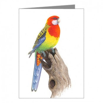 Blank Card, Eastern Rosella