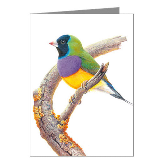 Blank Card, Gouldian Finch
